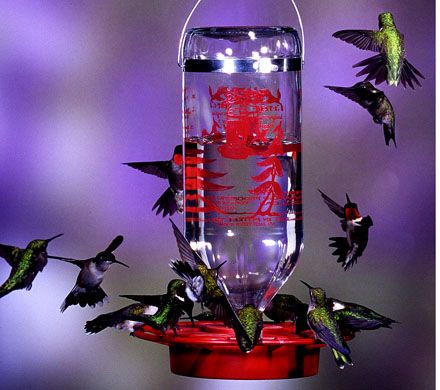Glass Bottle Hummingbird Feeder