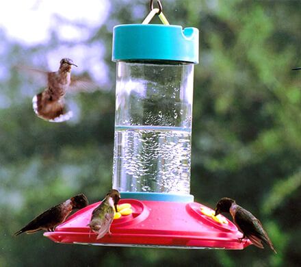 Wide Mouth Hummingbird Feeder